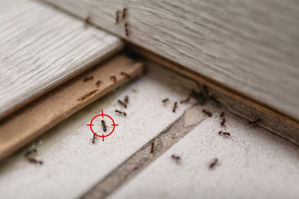Flea Control Services in Bellmore, NY