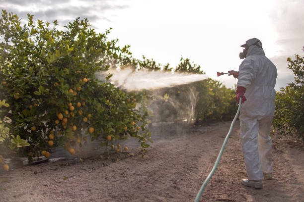 Best Best Pest Control Companies  in Bellmore, NY