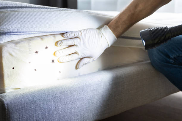 Pest Control Cost in Bellmore, NY
