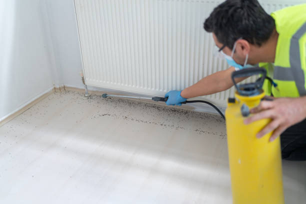 Best Rat Extermination Near Me  in Bellmore, NY